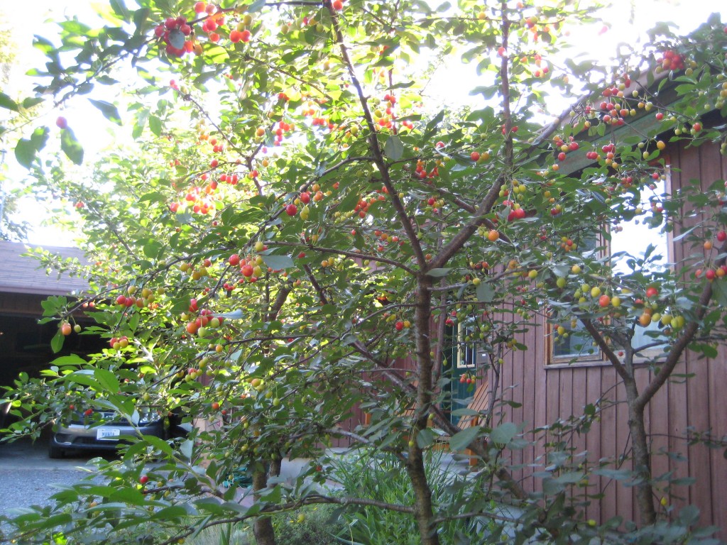 Two dwarf sour cherries planted in the early 2000's in full fruit. (2008 photo by Lucy Martin)