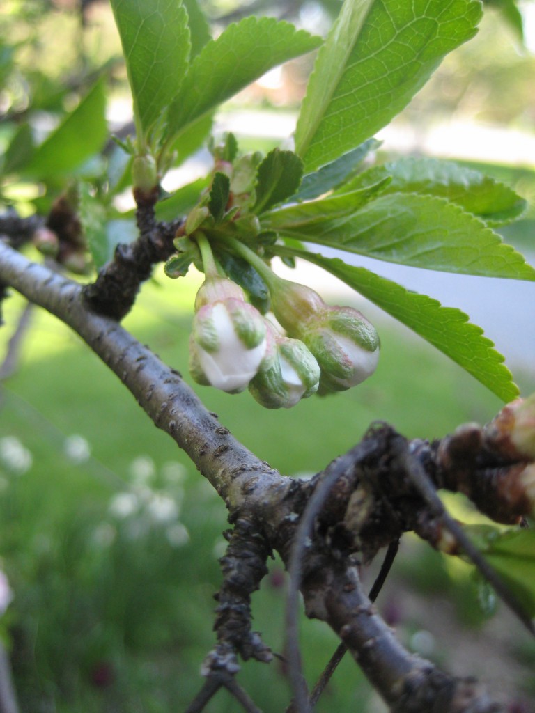 Cherry flower buds - looking a bit like plant popcorn? (photo by Lucy Martin)