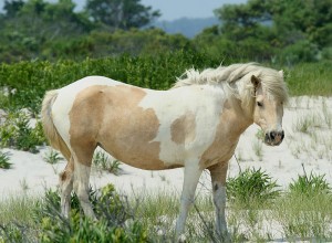 Chincoteague pony (aka Assateague horse), via Wikipedia/Creative Commons