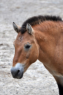 Przewalski's horse. Photo via Wikipedia/Creative Commons.