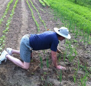 Little Grasse CSA volunteer Robert Hoffmann weeding onions. Get those knees dirty!