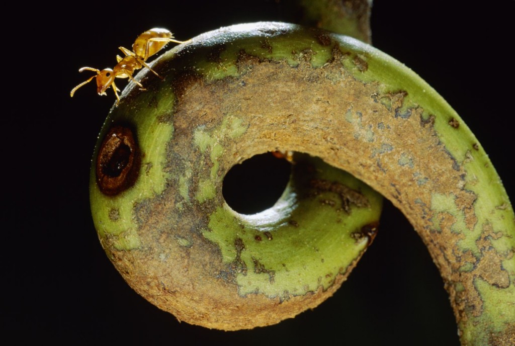 Borneo Camponotus sp. Some carpenter ants live where others wouldn’t dare— inside an insect-eating pitcher plant. (photo: Mark W. Moffett/Minden Pictures , used by permission)