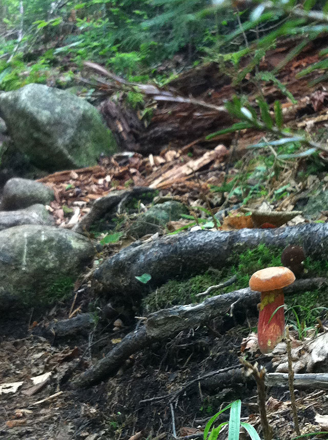 Unknown mushroom #2. Photo: Conant Neville
