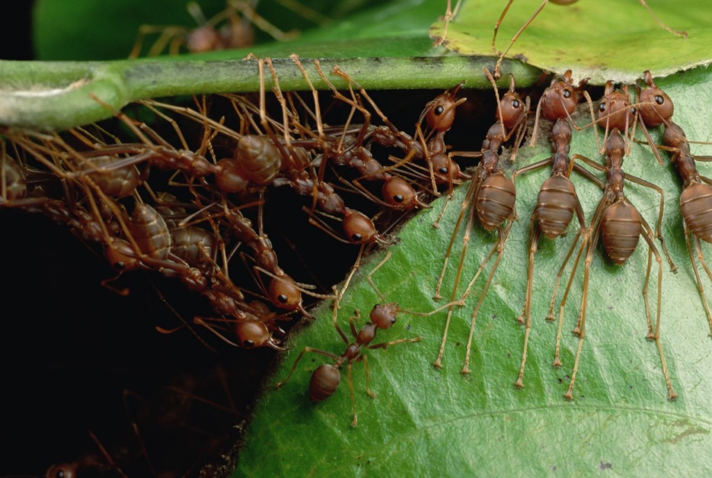 Malaysia & Cambodia Oecophylla smaragdina Working in concert, weaver ants pull the leaves of their tree crown nests together with their bodies. (photo: Mark W. Moffett/Minden Pictures, used by permission)