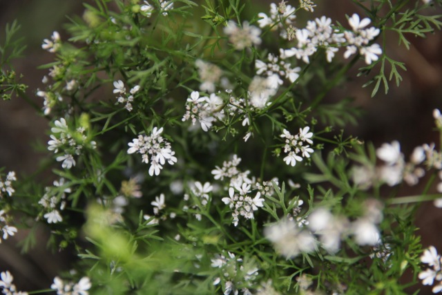 Cilantro flowers and seed ready for harvesting. Photo: Cassandra Corcoran