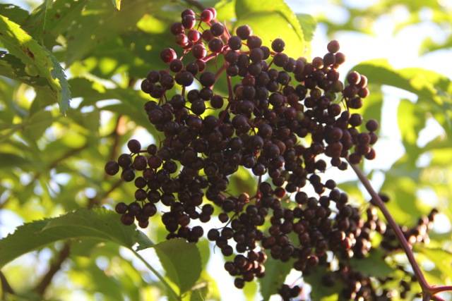 Elderberries--for making cough syrup and wine. Photo: Cassandra Corcoran