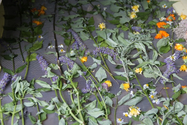 Mixed flowers for tea--calendula, clover, chamomile and hyssop. Photo: Cassandra Corcoran