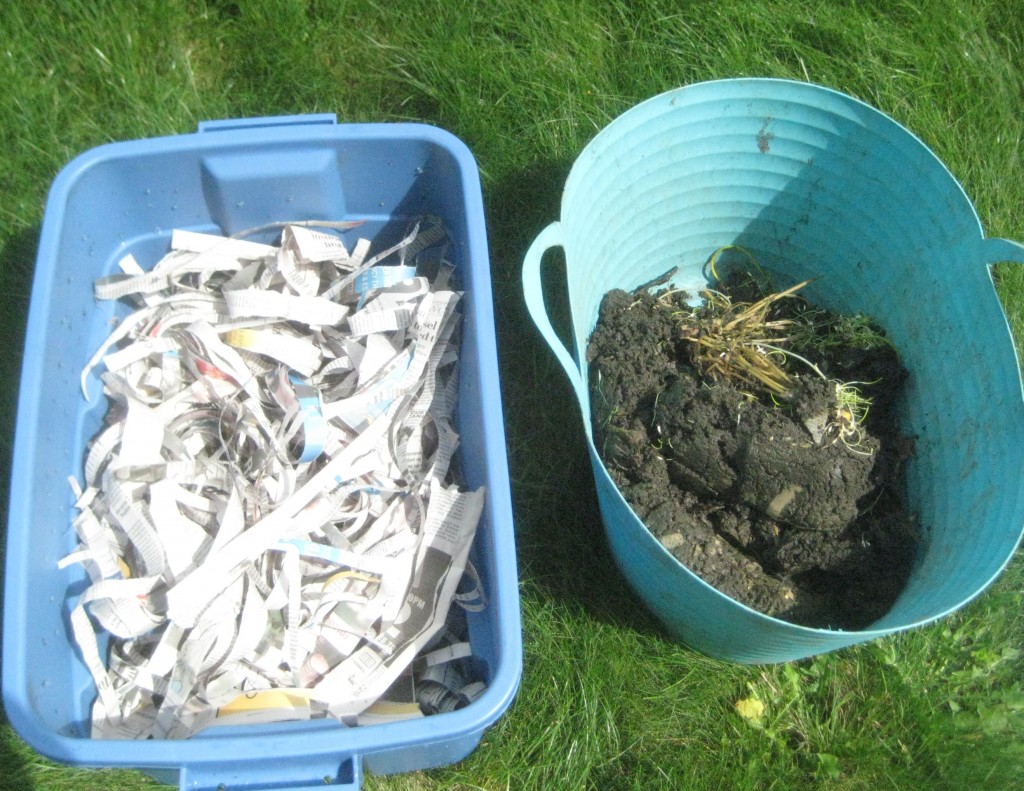 Clean bin filled with more ripped newspaper beside mix of worms and old muck - which should not be this wet. (photo: Lucy Martin)