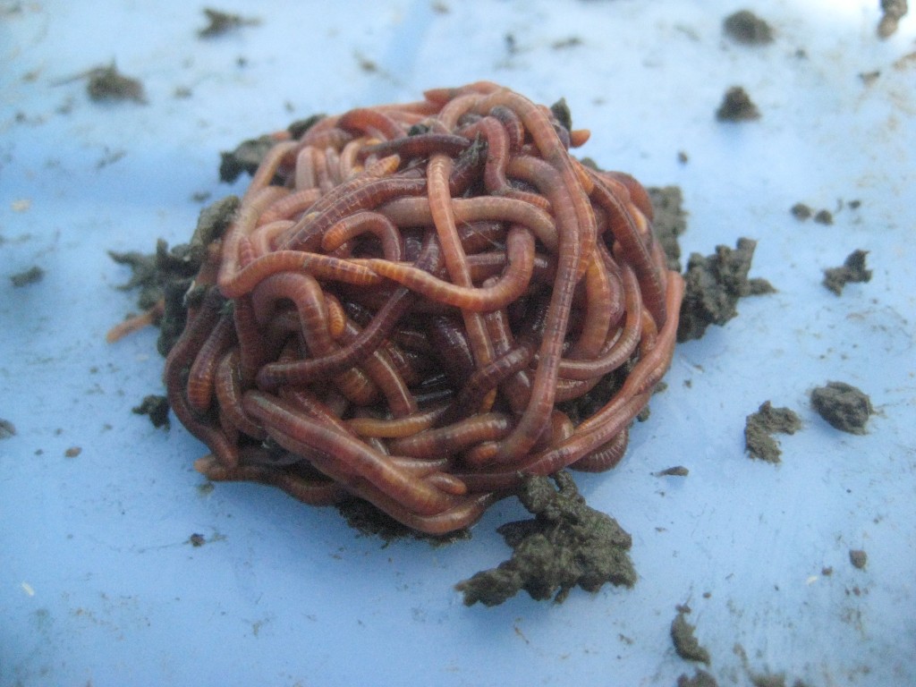 Aren't they adorable? Red worms for worm composting. (photo: Lucy Martin)