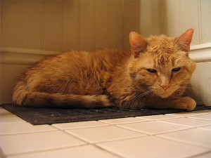 Cat on heat vent. Photo: kidmissile, Creative Commons, some rights reserved