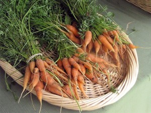 The last carrots. Photo: potsdamphotoguy