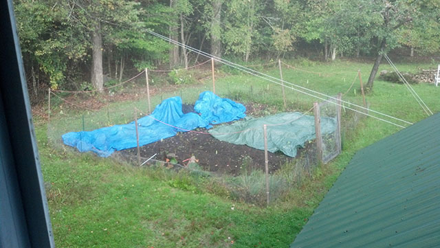 Our tarp crop is coming along fine. Some is bluing up nicely, while some is still quite green. We got some frost last night, but it should pull through. Photo: Peter Wilson