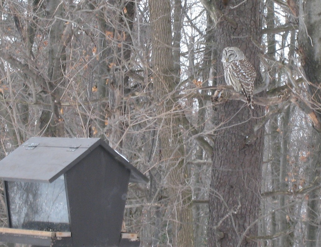 Owl and bird feeder at Huron Cabin. Photo: Craig Miller
