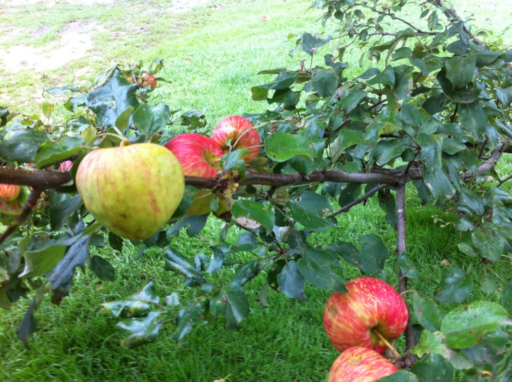Apples: no plastic packaging or artificial ingredients required. Photo: Ellen Rocco