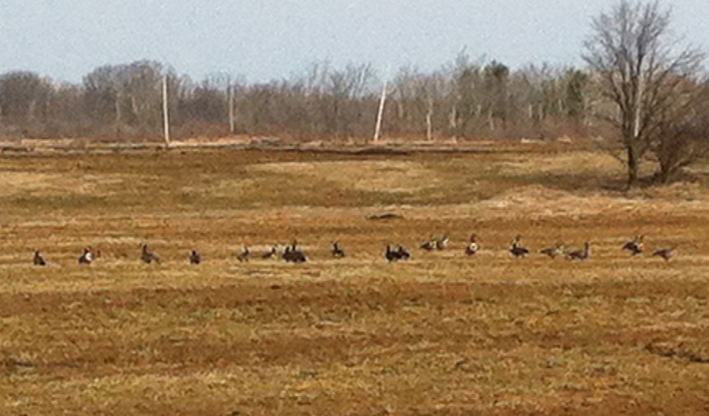 Geese browsing old corn field.