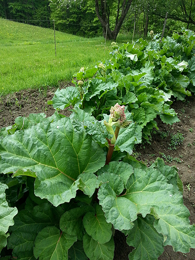 Rhubarb growing in Jackie Sauter's garden -- it's huge! Photo: Jackie Sauter