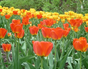 If the sun comes out again, the tulips may look this bright for the holiday weekend. photo: Lucy Martin 