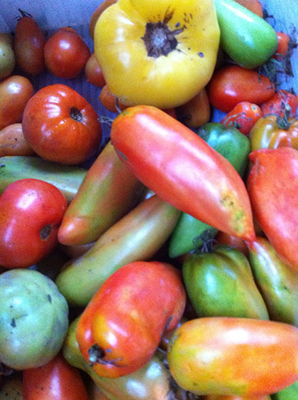 Tomatoes. Photo: Ellen Rocco