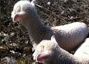 Two (vulnerable) lambs. Photo: Ellen Rocco