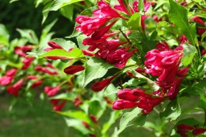 Close up of red weigela. Photo: Abramson