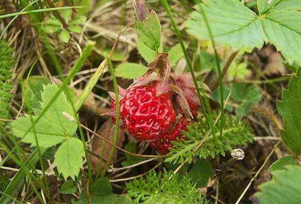 Wild strawberry. Archive Photo of the Day: Audrey