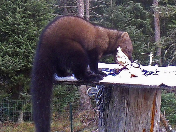 A rare daytime visitor to the suet feeder--a fisher--caught on trail cam. Photo: Larry Master, Lake Placid, NY