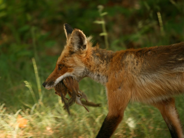 Red fox headed home with lunch for the crew. Photo: Amy Cook, Gouverneur NY.