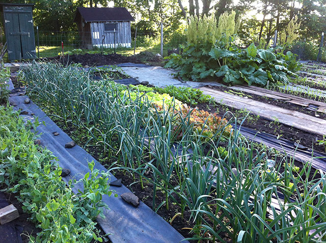 Peas, garlic, early lettuces, rhubarb and young corn. My garden on June 15. Photo: Ellen Rocco