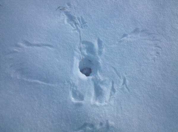 Imprint of a Great Horned Owl that went in feet first to grab a mouse under the snow in Canton. Photo: Joshua Johnson, Bemus Point NY.