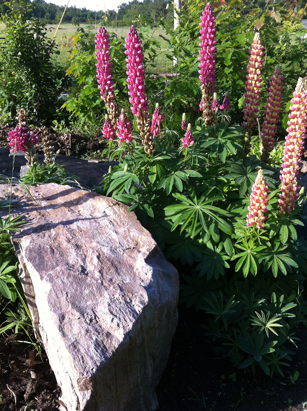 Gardener cannot live by vegetables alone. Lupines. Photo: Ellen Rocco