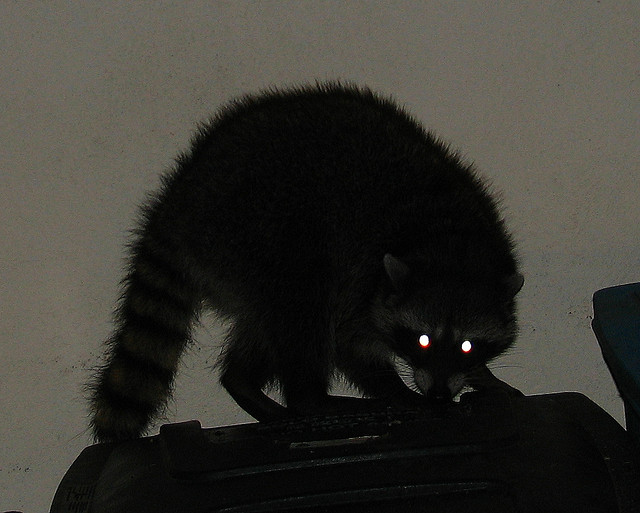 Raccoon. Photo: Eliya, via Creative Commons, some rights reserved.