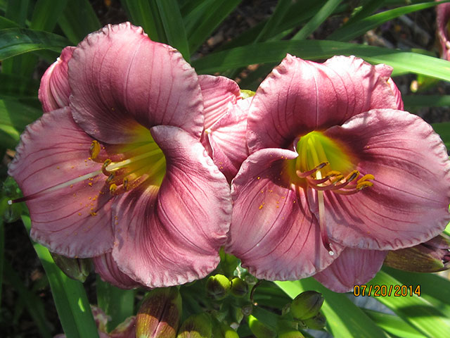 Daylily Pasque Flower. Photo: Ken and Barb Adams