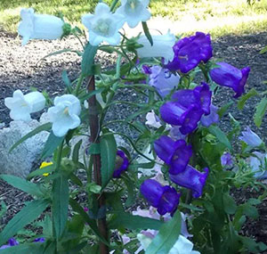 Canterbury Bells started from seed last year in Long Lake. Photo: Virginia Jennings