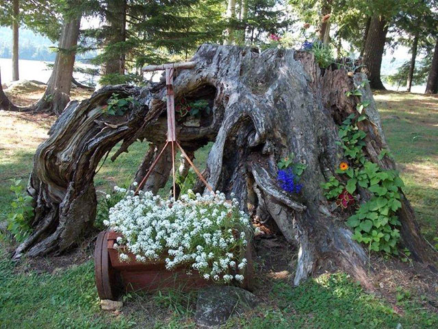 The stump garden, featuring delphiniums (over 6 feet tall), sedum, bee balm, at The Hedges in Blue Mountain Lake. Photo (and garden): Virginia Jennings.