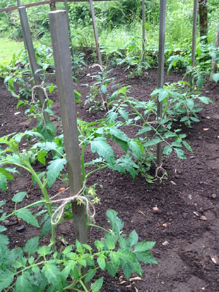 Tomatoes coming along nicely. Photo: Mary Leach