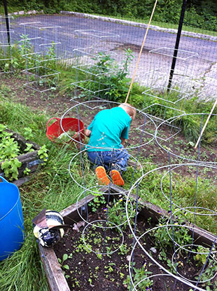Youngster weeding school garden. Photo: Becky Bradt