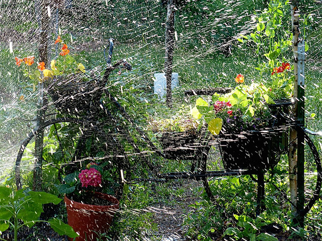 "Garden Shower," watering nasturtiums, peas, beans, kale, spinach and lettuce. Photo: Tracy Santagate