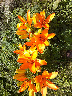 St. Regis lily (anonymous photographer and gardener)