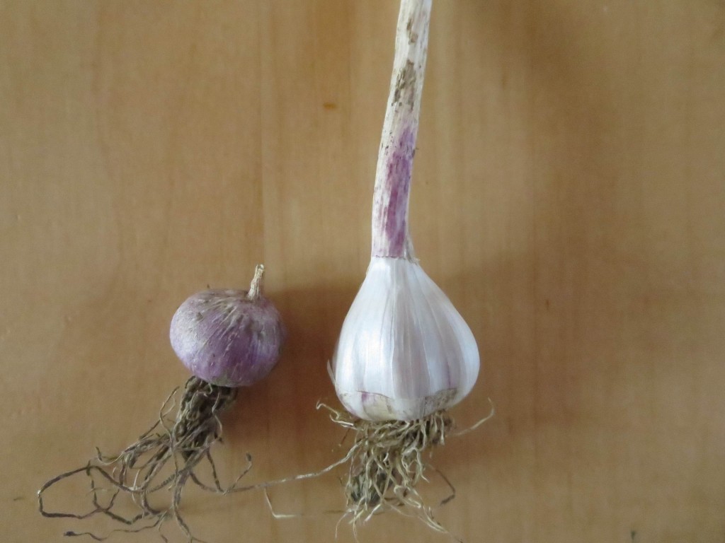 Re-plant the small radish size in the fall and it'll grow into a small bulb, with individual cloves. Photo: Lucy Martin