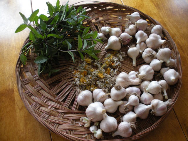 Mint, dried chamomile and cleaned garlic. Photo: Cassandra Corcoran, Monkton VT