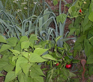 Beans, hot peppers, leeks, cilantro. Photo: Cassandra Corcoran, Monkton VT