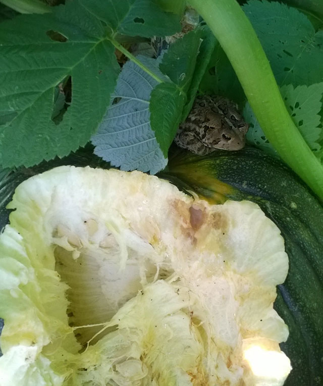 Did this toad eat THAT MUCH PUMPKIN? Photo: Christy Snider, Waddington
