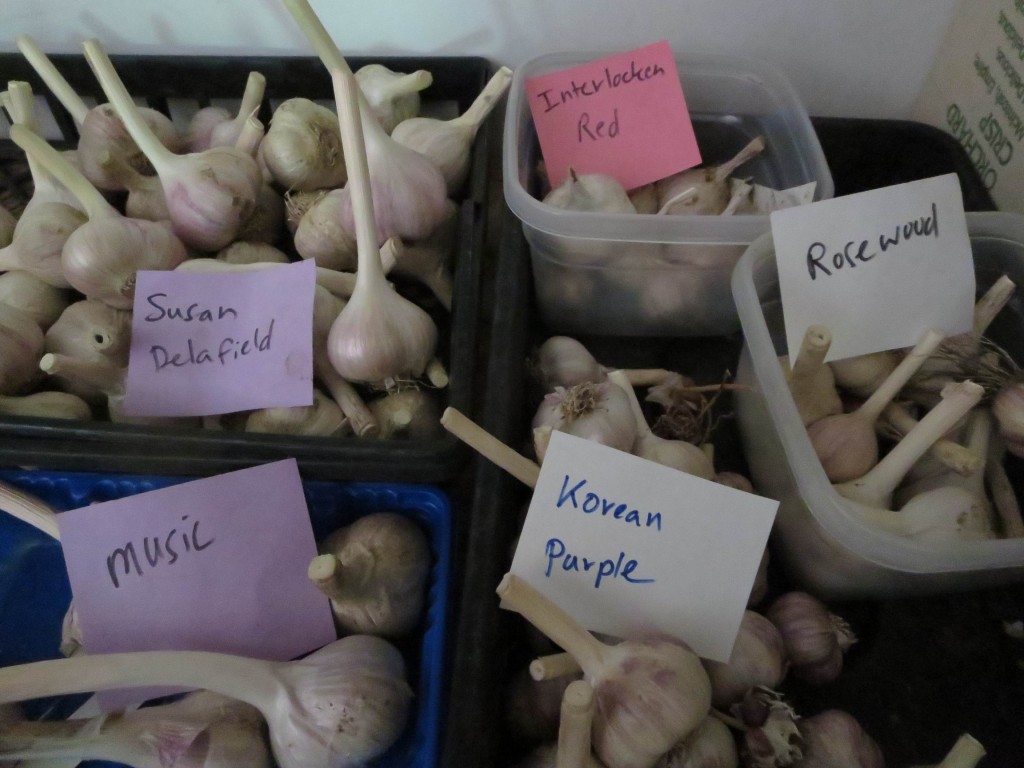 Garlic comes in a wide array of varieties. Labels and clear separation will be essential to not get them mixed up. Photo: Lucy Martin