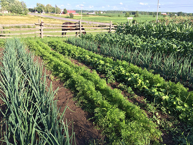 The Pierce family vegetable plot in Lisbon: a bumper crop of carrots, onions and corn. Photo: M.D. Pierce