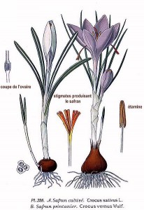 Crocus sativus, Atlas des plantes de France. 1891