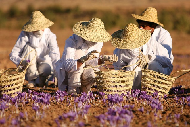 Harvesting saffron in Iran. Image:Safa.daneshvar reative Commons