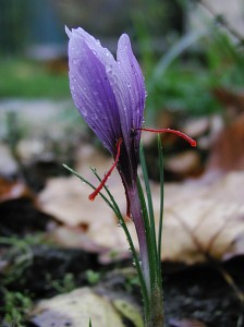 Crocus sativus plant, Peißnitzinsel, Germany. Image HeiWu, Creative Commons