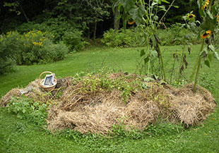 Potato patch, about 12 plants. Don't really think adding straw to the mounds did much except save labour. Photo: Cassandra Corcoran