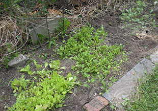 Lettuce, arugula, kale--a small planting in the old garlic bed. Photo: Cassandra Corcoran
