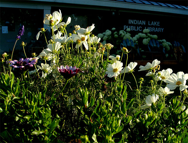 Dramatic planting at the Indian Lake Public Library. Photo: George DeChant